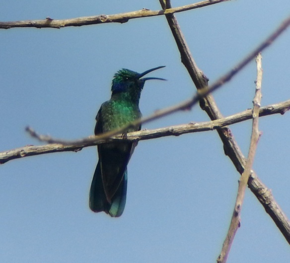 Green Violet Ear Hummingbird. Samsung GT-i9300, 6Feb14@0817hrs, 1/500th second @ f2.6, iso 80, focal length 3.7mm through a Swarovski ATX 95 at 70X. About 250' away, front lighted.
